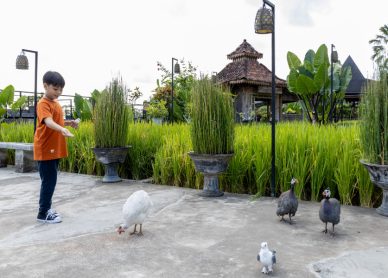 Bird Feeding Bird Feeding